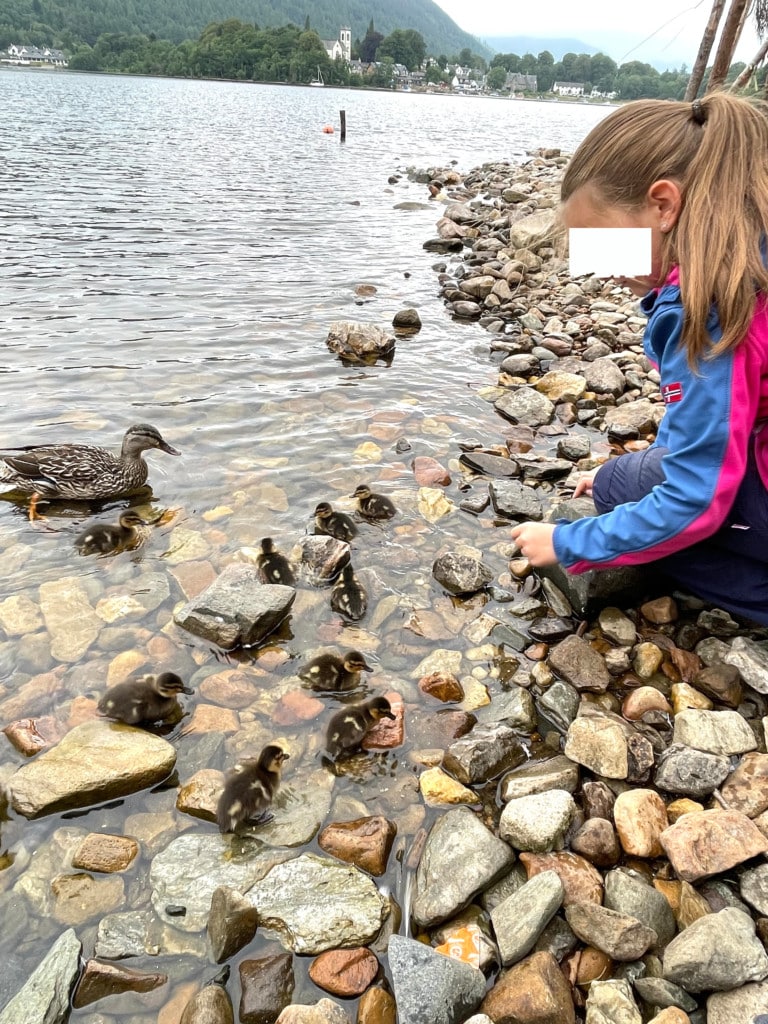Tag 22: Crannog Center, Killin, Falls of Dochart - crannog center 1 - 7