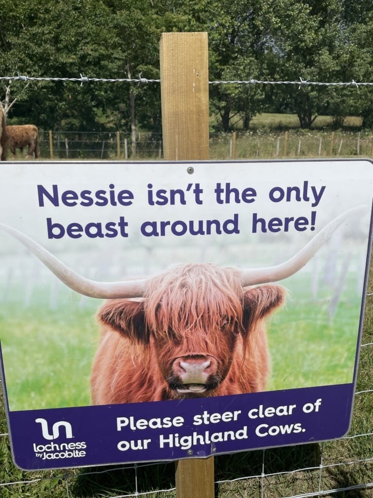 Tag 14: Im Zeichen von Loch Ness - highland cow - 11