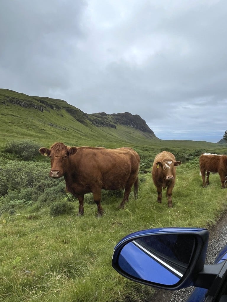 Tag 19: Isle of Skye Teil 2 - kuhherde skye - 17