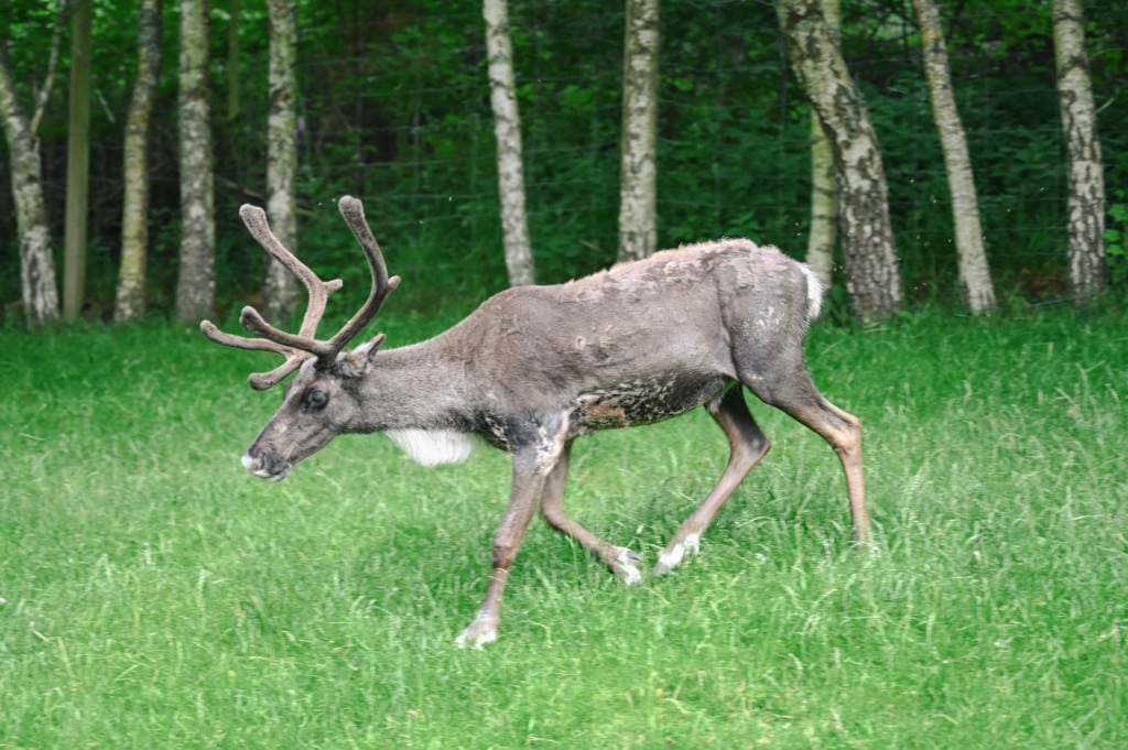 Tag 10: Cairngorm Nationalpark & Reindeer Center - reindeer center 08 - 6