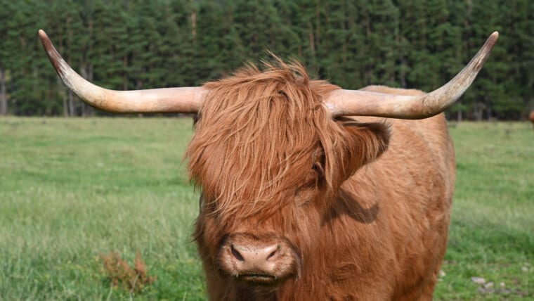 Highland Kuh
