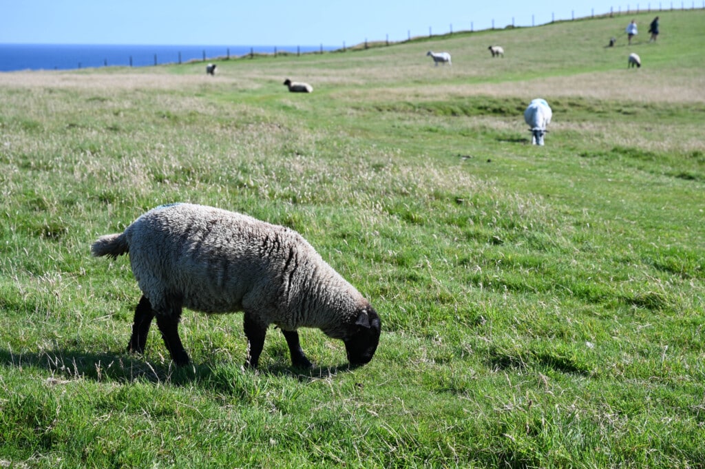 Wanderung in Richtung Duncansby Stacks