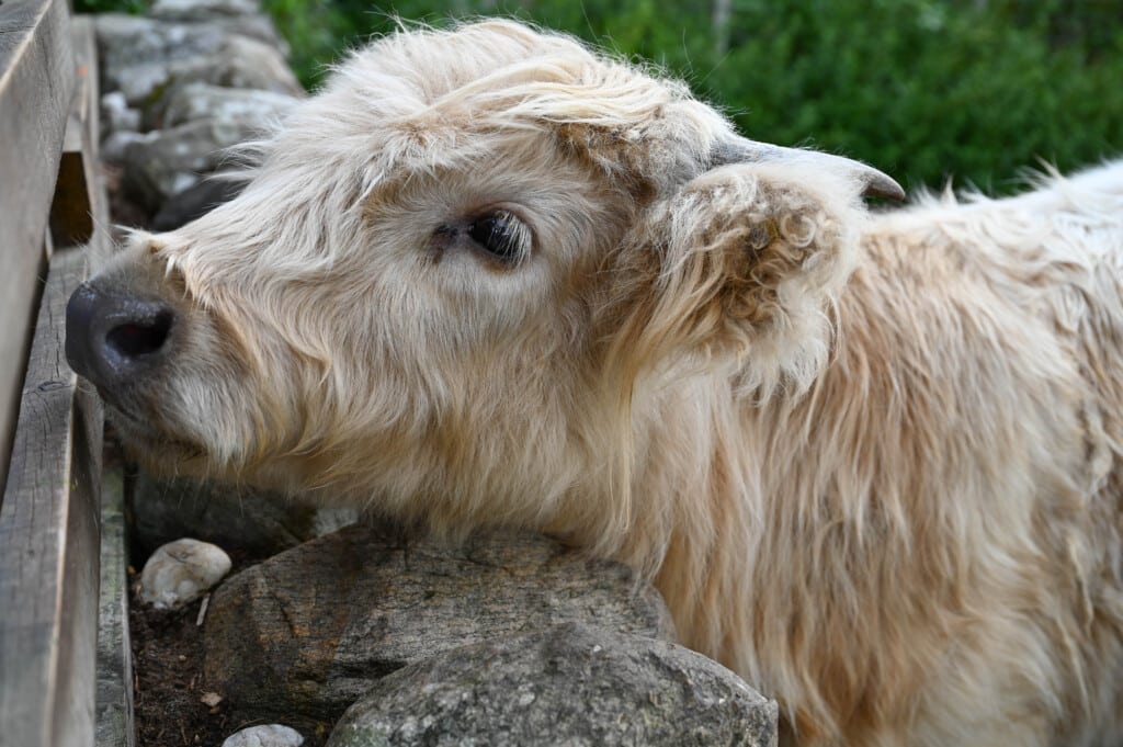 Hungrige kleine Highland Kühe